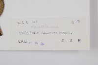 福建蓮座蕨藏品圖，第2張