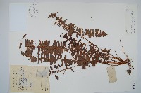 腎蕨藏品圖，第1張