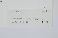 腎蕨藏品圖，第2張