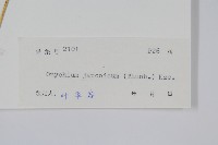 日本金粉蕨藏品圖，第2張