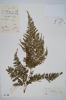 光葉碗蕨藏品圖，第1張