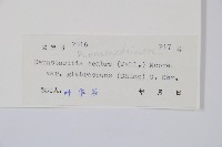 光葉碗蕨藏品圖，第2張