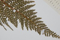 光葉碗蕨藏品圖，第3張