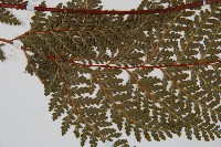 光葉碗蕨藏品圖，第4張