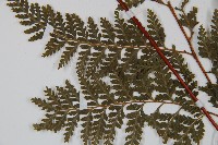 光葉碗蕨藏品圖，第5張