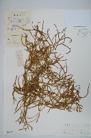 地刷子藏品圖，第1張