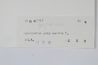 地刷子藏品圖，第2張