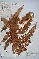 生芽狗脊蕨、頂芽狗脊蕨藏品圖，第1張