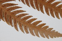 生芽狗脊蕨、頂芽狗脊蕨藏品圖，第3張