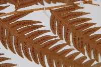 生芽狗脊蕨、頂芽狗脊蕨藏品圖，第4張