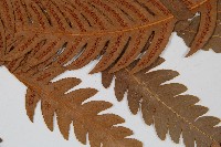 生芽狗脊蕨、頂芽狗脊蕨藏品圖，第5張