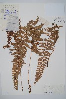 長羽芽孢耳蕨藏品圖，第1張