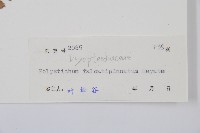 長羽芽孢耳蕨藏品圖，第2張