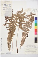 長羽芽孢耳蕨藏品圖，第2張