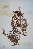 美麗複葉耳蕨藏品圖，第1張