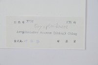 美麗複葉耳蕨藏品圖，第2張