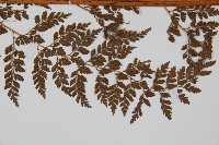 美麗複葉耳蕨藏品圖，第3張