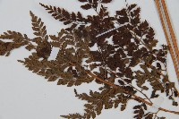 美麗複葉耳蕨藏品圖，第5張