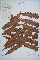 日本狗脊蕨藏品圖，第1張