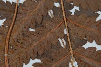 日本狗脊蕨藏品圖，第3張