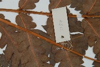 日本狗脊蕨藏品圖，第4張