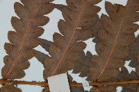 日本狗脊蕨藏品圖，第5張