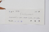 東方狗脊蕨藏品圖，第2張