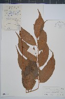 細齒貫眾蕨藏品圖，第1張