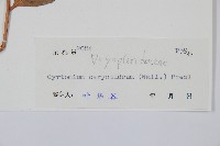 細齒貫眾蕨藏品圖，第2張