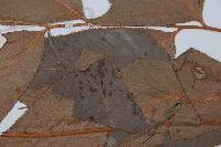 細齒貫眾蕨藏品圖，第3張