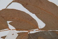 細齒貫眾蕨藏品圖，第4張