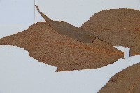 細齒貫眾蕨藏品圖，第5張