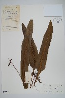 滇星蕨藏品圖，第1張