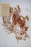 木賊葉石松藏品圖，第1張