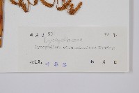 木賊葉石松藏品圖，第2張