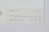 迷人鱗毛蕨、異蓋鱗毛蕨藏品圖，第2張