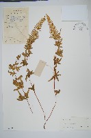 天草鳳尾蕨藏品圖，第1張