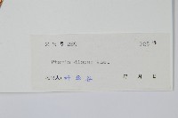 天草鳳尾蕨藏品圖，第2張