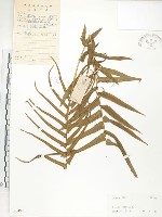 鱗蓋鳳尾蕨藏品圖，第1張