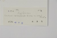 三叉蕨藏品圖，第2張