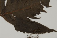 三叉蕨藏品圖，第4張