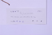 長生鐵角蕨藏品圖，第2張