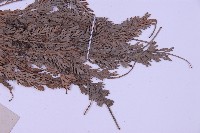 長生鐵角蕨藏品圖，第3張