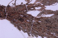 長生鐵角蕨藏品圖，第4張