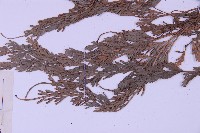 長生鐵角蕨藏品圖，第5張