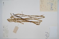 芼管草藏品圖，第1張