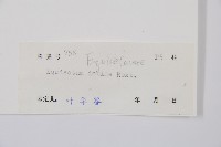 芼管草藏品圖，第2張