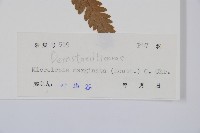 邊緣鱗蓋蕨藏品圖，第2張