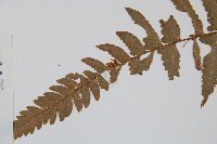 邊緣鱗蓋蕨藏品圖，第3張