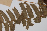 邊緣鱗蓋蕨藏品圖，第4張